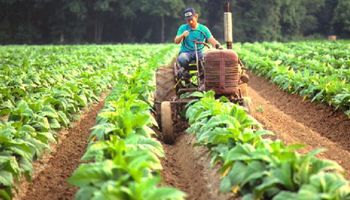Economías regionales: peras, manzanas y tabaco en estado de crisis, según Coninagro