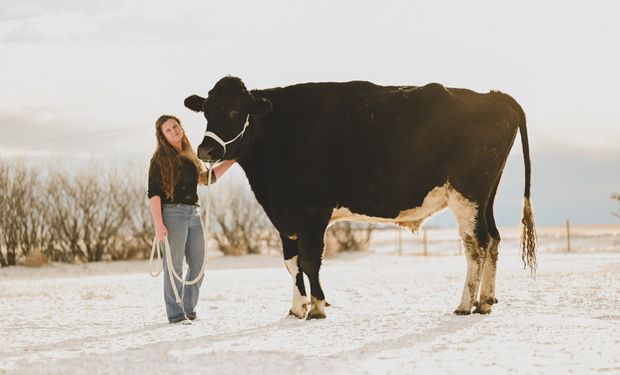 "Beef", el nuevo novillo vivo más alto del mundo: cuánto alimento se necesita para mantenerlo