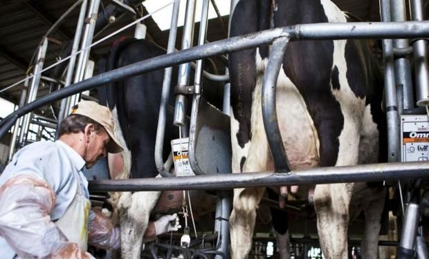 En el último año,  ser tambero en la Argentina fue casi tres veces más riesgoso que en Uruguay.