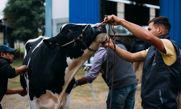 Tamberos arman un frente de batalla para defender el precio de la leche: “Nos dejamos robar", es la arenga entre productores