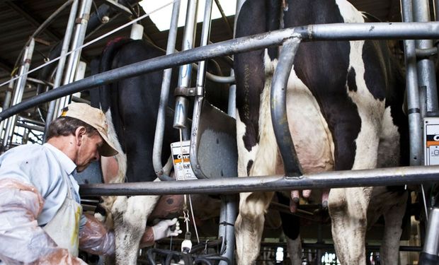 Argentina perdió un 4% del total de los establecimientos lecheros productivos.