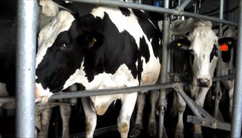 "Volveremos a regalar leche fluida en zonas céntricas"