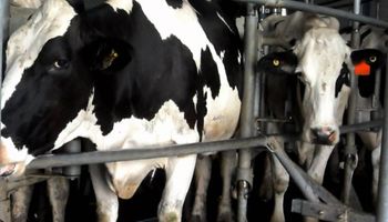 En lo que va del año, cerraron cerca de 500 tambos en Santa Fe