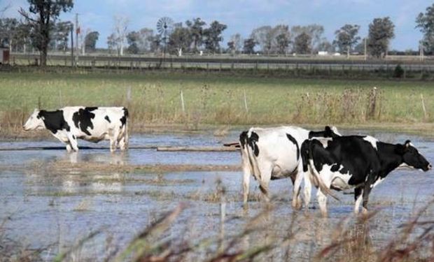 Tambos de la zona central del país perdieron áreas de verdeos y pasturas.
