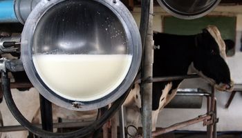 Tamberos regalarán 2000 litros de leche