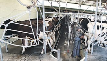 Tamberos exigen frenar la baja en precio de leche