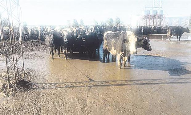 Hay más de 800 establecimientos afectados por las inundaciones y estiman que la producción continuará paralizada más de un mes.