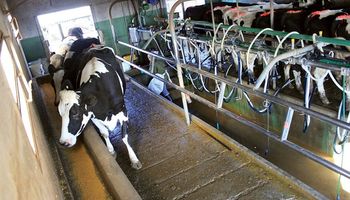 Margen de referencia para el sector lechero: un indicador clave para la gestión