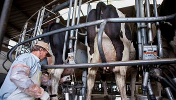 Bienestar humano y animal para el tambo del futuro: “No hace falta tener mil vacas para ser competitivos”