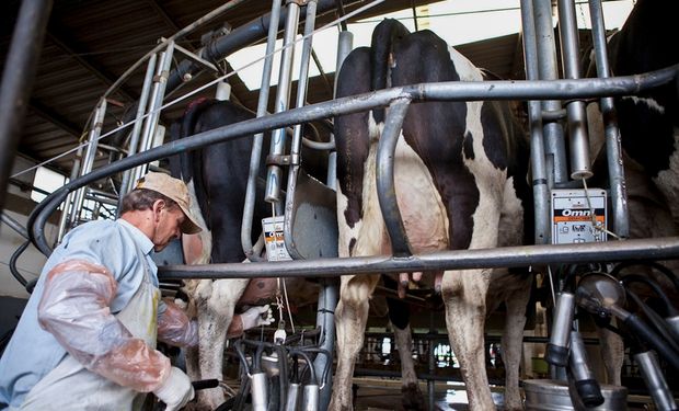 Bienestar humano y animal para el tambo del futuro: “No hace falta tener mil vacas para ser competitivos”