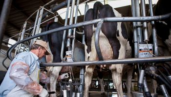 Lechería: la producción en Argentina fue la que más creció a nivel mundial y superó a las potencias