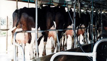 Uruguay: precio de la leche a tamberos aumentó un 9%