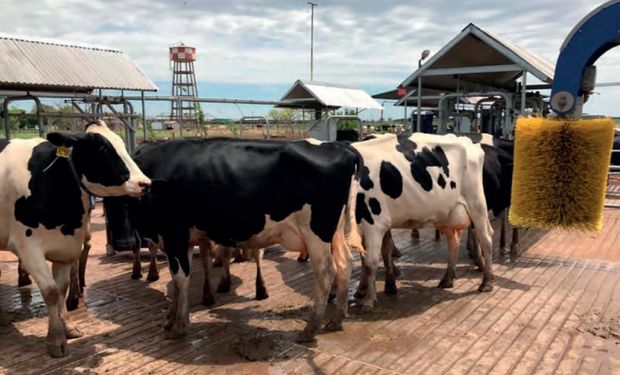 Producir leche con buenas prácticas: se presentó la guía que elaboraron más de 30 profesionales del sector