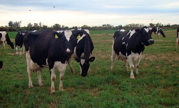 A la espera de medidas de Massa, alertan sobre la "crisis galopante" que sufren los productores lecheros