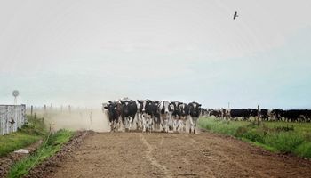 Cómo son los créditos a tasa 0% que se pagan con litros de leche