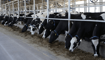 Argentina avanza hacia un consenso nacional en bienestar animal para la producción lechera