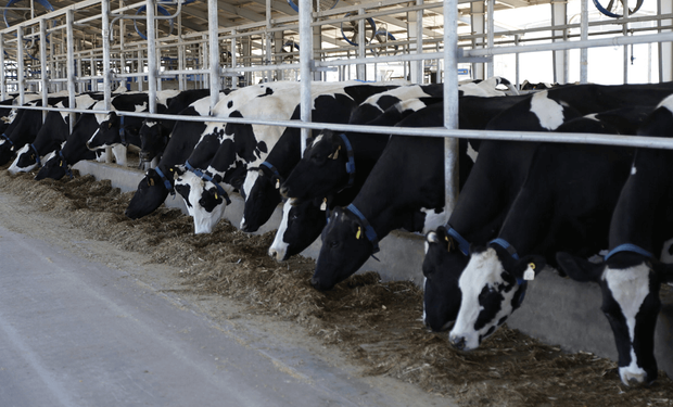 Argentina avanza hacia un consenso nacional en bienestar animal para la producción lechera