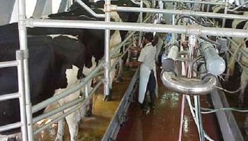 El Gobierno trabaja en medidas estructurales para el sector lechero 