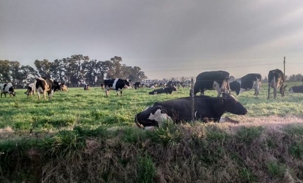 La leche bonaerense registró en promedio niveles de proteína y grasa del 3,41% y 3,55% respectivamente.
