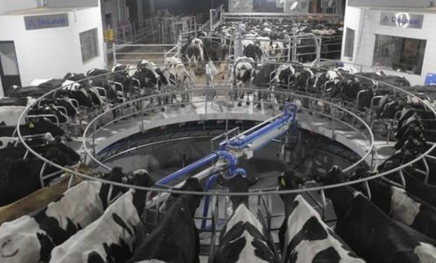Los tambos "calesita" son uno de los sistemas automatizados que permiten ordeñar con mayor eficiencia y en menos tiempo.