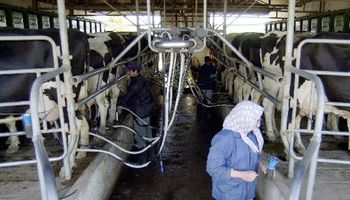 El 80% de los tambos ya está en el nuevo sistema que integra a la cadena láctea