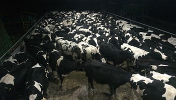 A contramano, inauguran un tambo estabulado en Ranchos