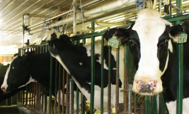 "Esta nueva baja en el precio de la leche al productor lleva al abandono de los tamberos de sus actividades productivas", señalaron desde CRA.