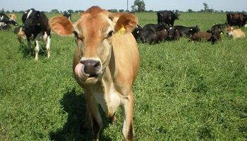 Rodeos cruza: una alternativa para el día que se pague por la calidad de la leche
