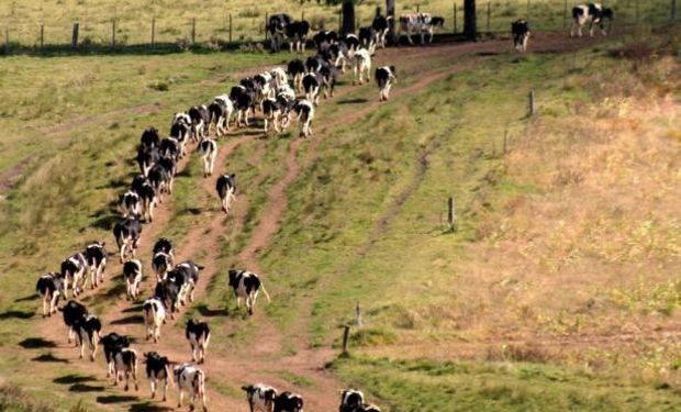 Ordeñará 1200 vacas y se instalará una industria láctea.