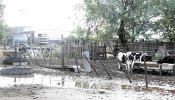 En Santa Fe hay más de 800 tambos inundados