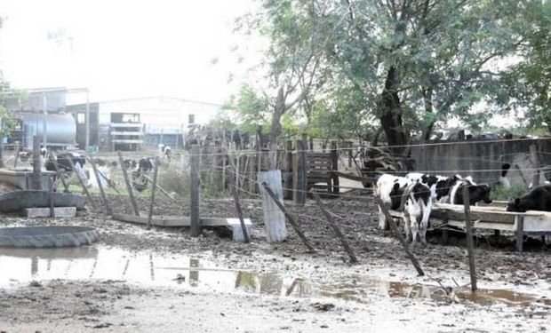 En general, los tamberos no tienen ya reservas, pero los que puedan acceder a alguna tipo de silo pueden aguantar mejor la falta de pasturas.