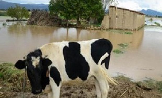 Caída en la producción preocupa a la lechería