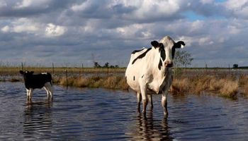 USDA asegura que "80% de los tambos argentinos están en situación crítica"