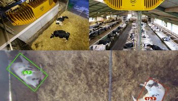 Las cámaras que predicen el ánimo de las vacas, cada vez más cerca del tambo: las "lecherías inteligentes" ya no son ciencia ficción y así lo cuenta un experto argentino