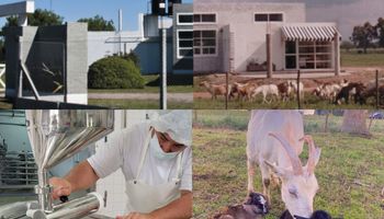 Con 700 cabras: la "locura" de los creadores del primer queso premium de Argentina