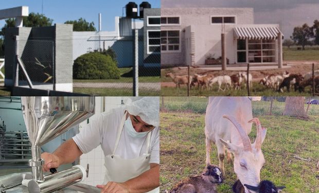 Con 700 cabras: la "locura" de los creadores del primer queso premium de Argentina
