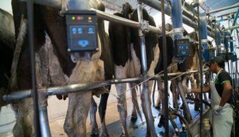 Un documento revela los desafíos de la lechería
