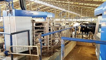 Vacas libres: en la Argentina ya hay más de 220 robots ordeñadores