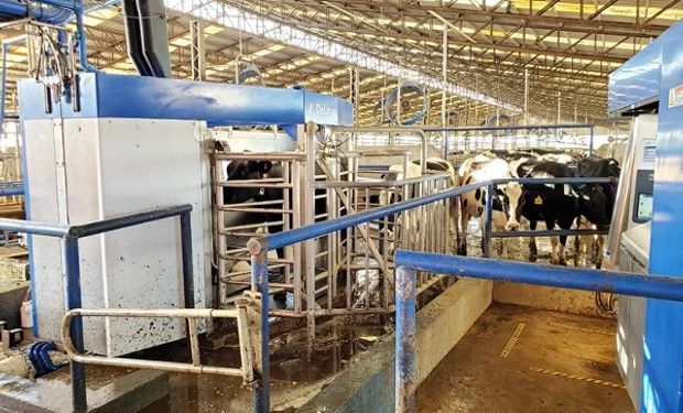 Vacas libres: en la Argentina ya hay más de 220 robots ordeñadores