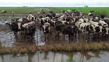 Inundaciones: ¿Cómo reducir el impacto en los tambos?