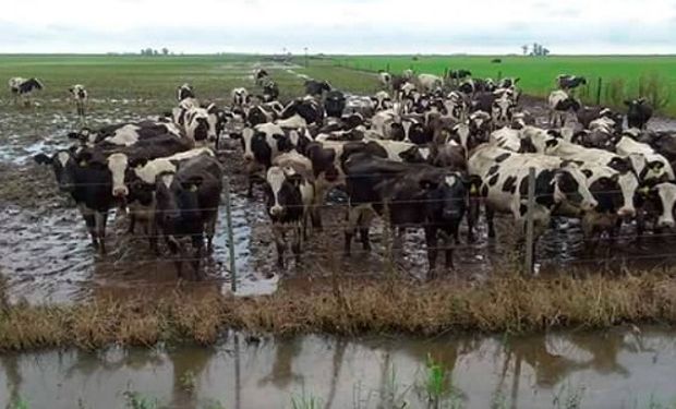 La gran mayoría de los tambos santafesinos está en problemas, en especial aquellos ubicados en el centro y sur de la provincia, zonas más afectada por las precipitaciones.