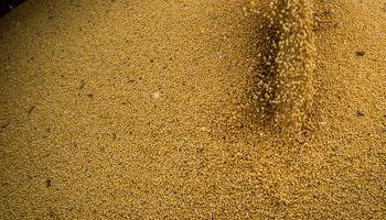 TCU aponta falhas ambientais em 60% da soja usada no biodiesel