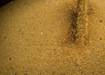 TCU aponta falhas ambientais em 60% da soja usada no biodiesel