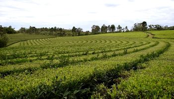 Misiones retrocede (un poco) y postergó la prohibición de uso de glifosato para 2030