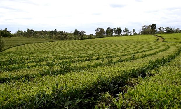 Misiones retrocede (un poco) y postergó la prohibición de uso de glifosato para 2030