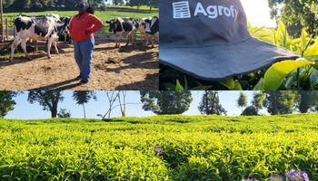 De hobby a negocio, el caso de un tambo que apostó a un cultivo "milenario" y la disputa por un mercado clave: por qué el té en Kenia es como la soja en Argentina