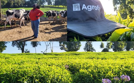 La historia detrás de una de las fincas más emblemáticas del té keniano; por qué este país ahora le compite a la Argentina