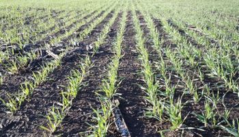 ¿Cuál es el rol de la tecnología en trigo? La aplicación de urea aumentó un 78 % en 5 años