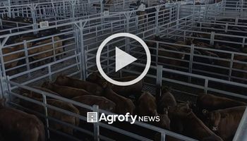 Cañuelas: máximos de 315 pesos por kilo para los novillitos