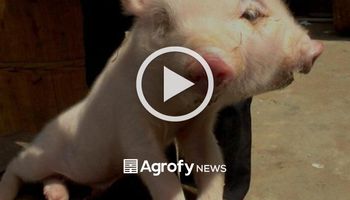 Viral: un cerdo nació con dos cabezas y se convirtió en uno de los videos más vistos de Tik Tok